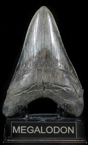 Large, Fossil Megalodon Tooth - Georgia #56349